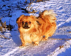 Pechinese – Pekingese002