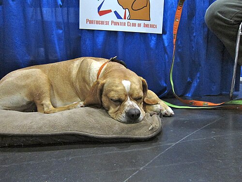 Perdigueiro Português – Portuguese pointer asleep (8109940484)