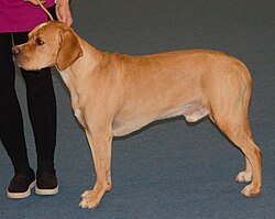 Perdigueiro Português – Portuguesepointer2