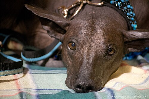 Peruanischer Nackthund – Peruvian hairless dog (7982316829)
