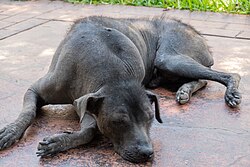 Peruanischer Nackthund – 11 Peruvian Hairless Dog nX 3