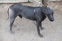 Peruanischer Nackthund – 11 Peruvian Hairless Dog nX 2