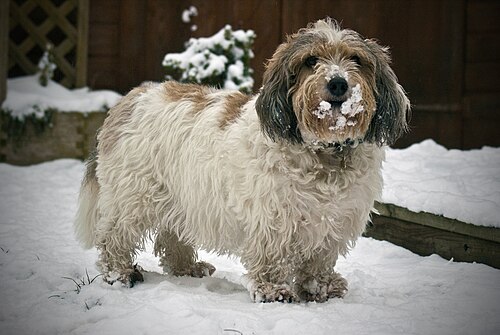 Petit Basset Griffon Vendéen – Petit Basset Griffon Vendéen