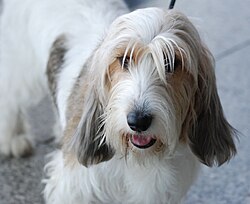 Petit Basset Griffon Vendéen – Petit Basset Griffon Vendéen MWPR Katowice 2008 002