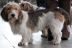 Petit Basset Griffon Vendéen – Petit Basset Griffon Vendéen MWPR Katowice 2008 001