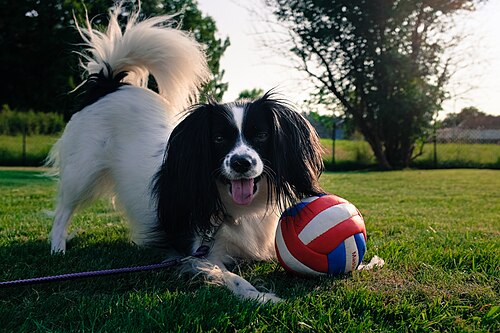 Kontinentaler Zwergspaniel Phalène – Elvira the dog (9275663996)