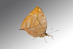 Kontinentaler Zwergspaniel Phalène – Papillon feuille MHNT