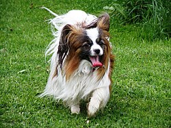 Kontinentaler Zwergspaniel Phalène – Papillon running