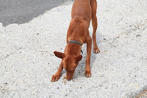 Pharaonenhund – Malta Mellieha Triq Selmun Pharaoh Hound 01 ies