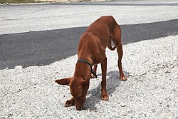 Pharaonenhund – Malta Mellieha Triq Selmun Pharaoh Hound 02 ies