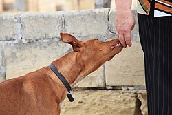 Pharaonenhund – Malta Mellieha Triq Selmun Pharaoh Hound 04 ies