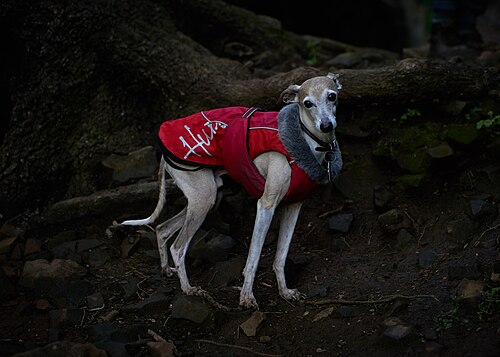 Italian Greyhound – Italian Greyhound in Red Jacket