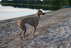 Italian Greyhound – Italian Greyhound Isabella