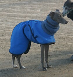 Italian Greyhound – Italian Greyhound grey