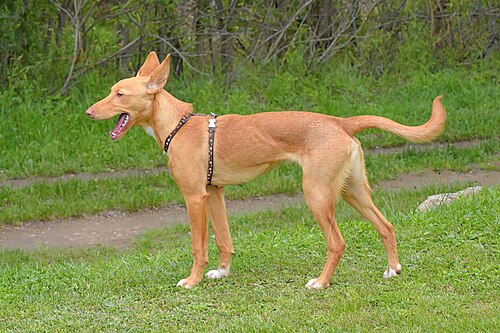 Ibizan Hound – Young Ibizan Hound posing in profile