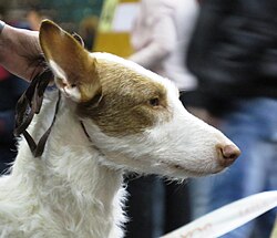 Ibizan Hound – Ibizan Hound Wire in Riga 1