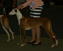 Ibizan Hound – White & Red Ibizan Hound