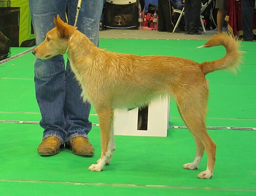 Podengo Português – Podengo Portuguese (media) Narva CACIB 2014