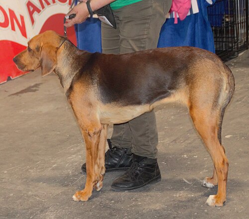 Polnische Bracke – Polishhound2