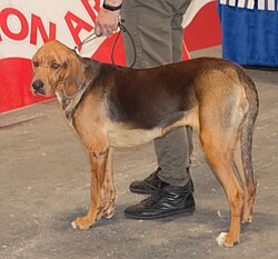 Polnische Bracke – Polishhound3