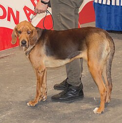 Polnische Bracke – Polishhound4