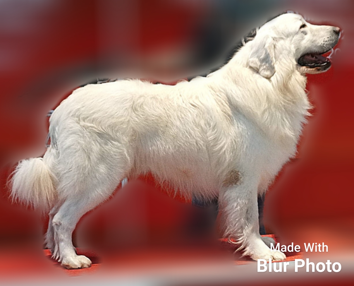 Polnischer Tatra-Schäferhund – Polski Owczarek Podhalański , Polish Tatra sheepdog, Polish dog , Owczarek Podhalański , Pies Baca , Polska rasa psów , Podhalan 01