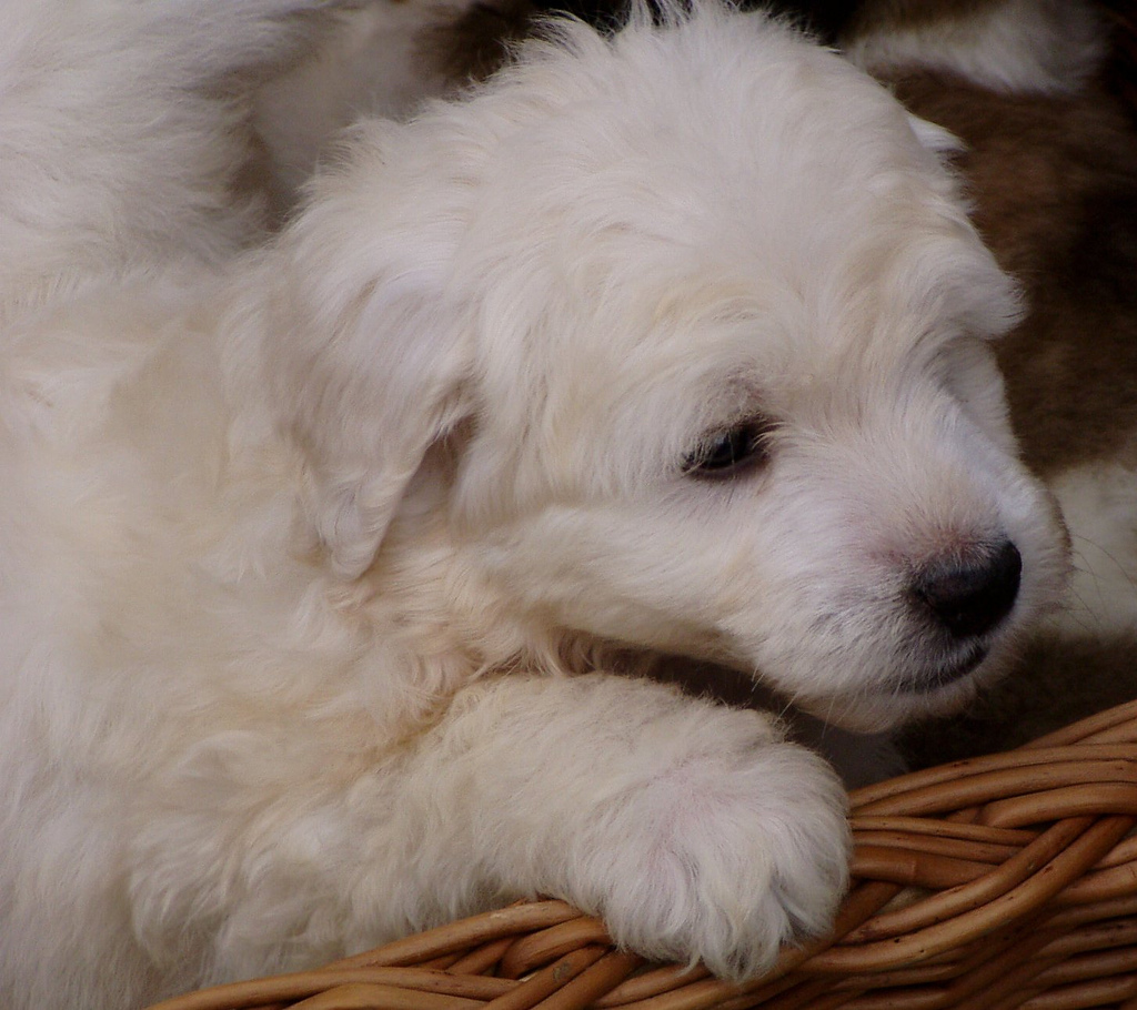 Polnischer Tatra-Schäferhund – Polish Tatra Sheepdog puppy