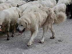 Polnischer Tatra-Schäferhund – 2022 Dolina Kościeliska, pies pasterski, 1