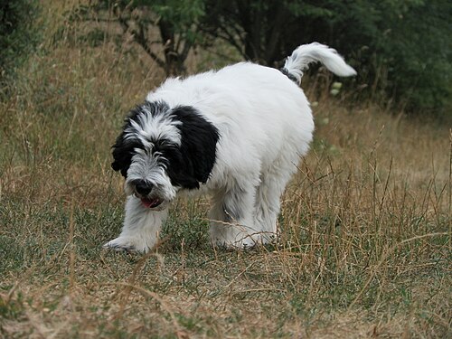 Berger polonais de plaine – Polish Lowland Sheepdog puppy Bruno by Vetulani