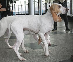 Porcelaine – Porcelaine 2009 pl3