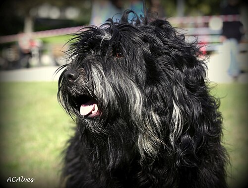 Portuguese Sheepdog – CA CSA BIS