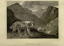 Portuguese Sheepdog – The sportsman's repository (Plate 26) BHL22490532