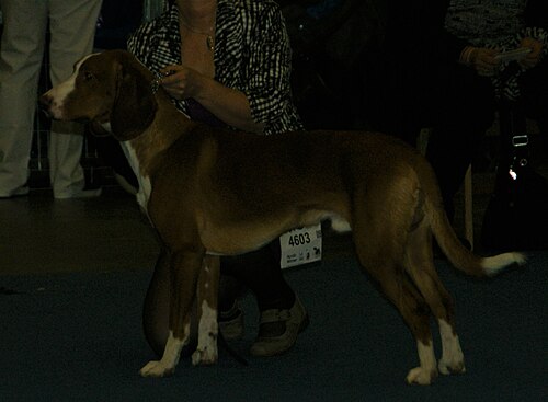 Posavac-Bracke – Posavac Hound
