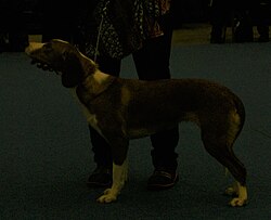 Posavac-Bracke – Posavac Hound 4