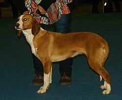 Posavac-Bracke – Posavac Hound 3