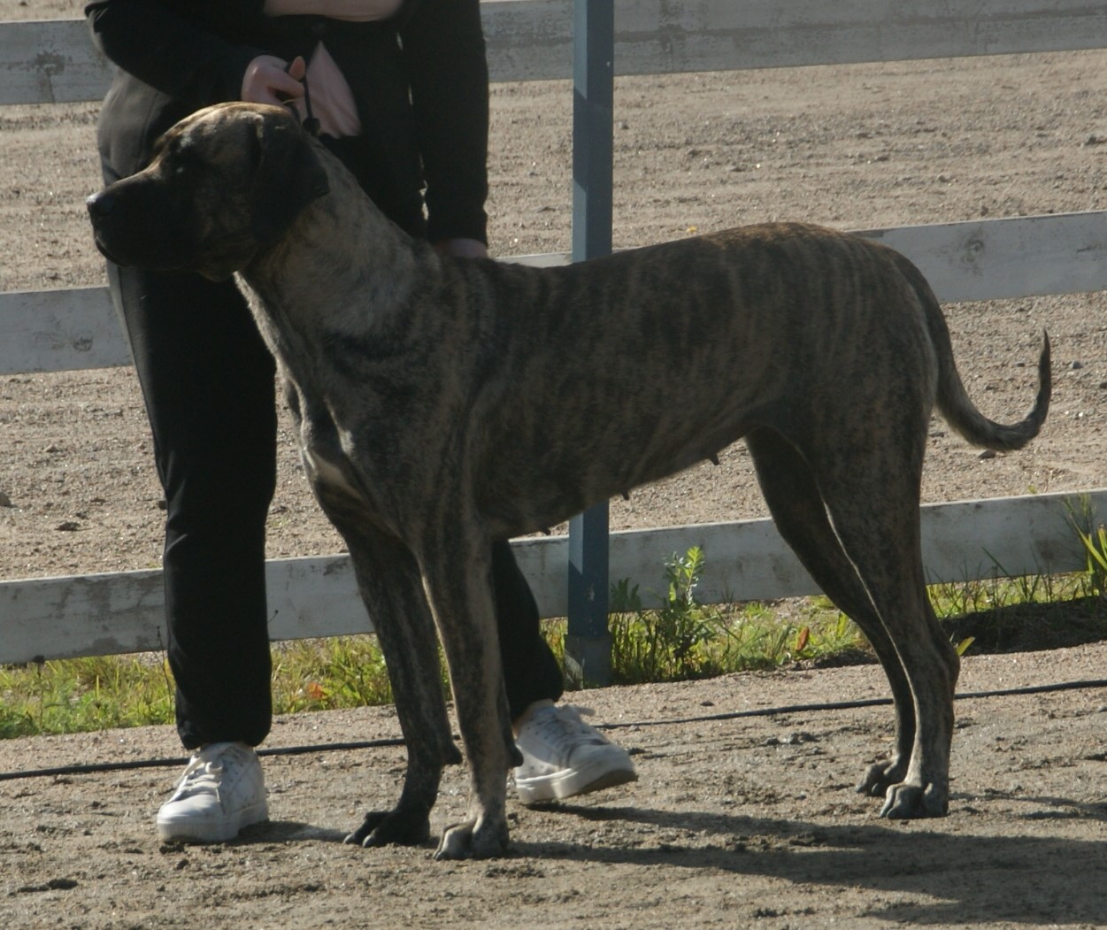Presa Canario – Presa Canario 3
