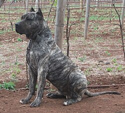 Presa Canario – Presa Canario
