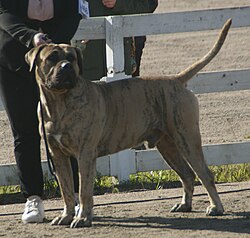 Presa Canario – Presa Canario 1