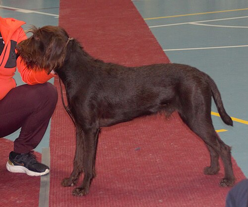 Pudelpointer – Pudelpointer brown2