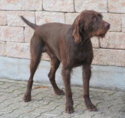 Pudelpointer – Pudelpointer 2
