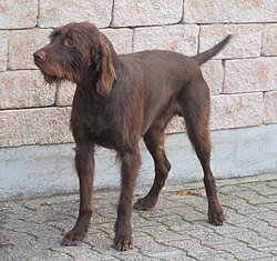 Pudelpointer – Pudelpointer 2