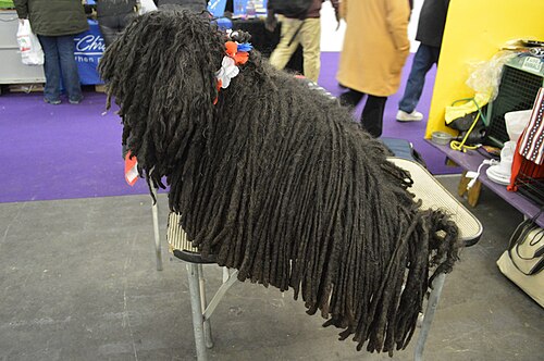 Puli – Puli GCH Zaydah Guns A Blazing Best of Breed winner today 2 01 (16583586611)