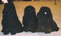 Puli – Puli 30