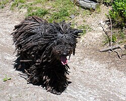 Puli – Rennender Puli