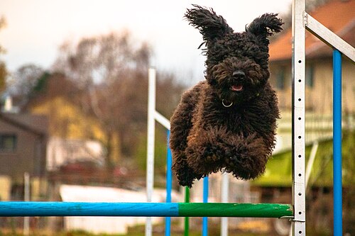 Pumi – Pumi agility