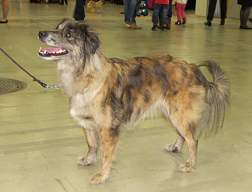Pyrenäenschäferhund mit kurzhaarigem Gesicht – Pirenee Sheferd Koira 2013