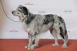 Pyrenäenschäferhund mit kurzhaarigem Gesicht – Grupp 1 BERGER DES PYRÉNÉES À FACE RASE, SE UCH Light My Fire Hermes (24265479786)