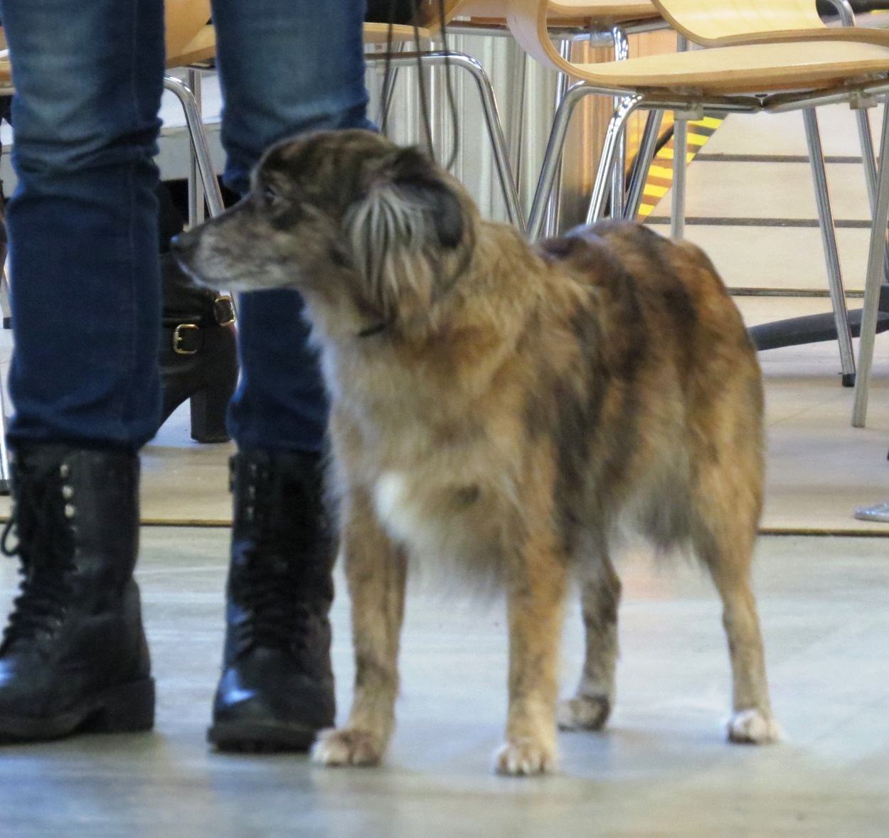 Pyrenäenschäferhund mit kurzhaarigem Gesicht – Berger des Pyrénées à face rase 1 Helsinki 6 Dec 2015