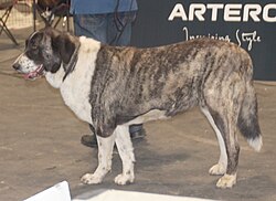 Rafeiro do Alentejo – Rafeirodoalentejobrindlewhite2