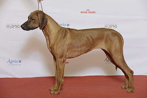 Rhodesian Ridgeback – Grupp 6 RHODESIAN RIDGEBACK, NO JV 15 SE VCH Kadamo I’m In It For The Gold (23920356649)